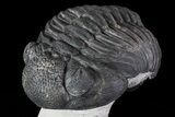 Enrolled Drotops Trilobite On Pedestal Of Limestone #76412-2